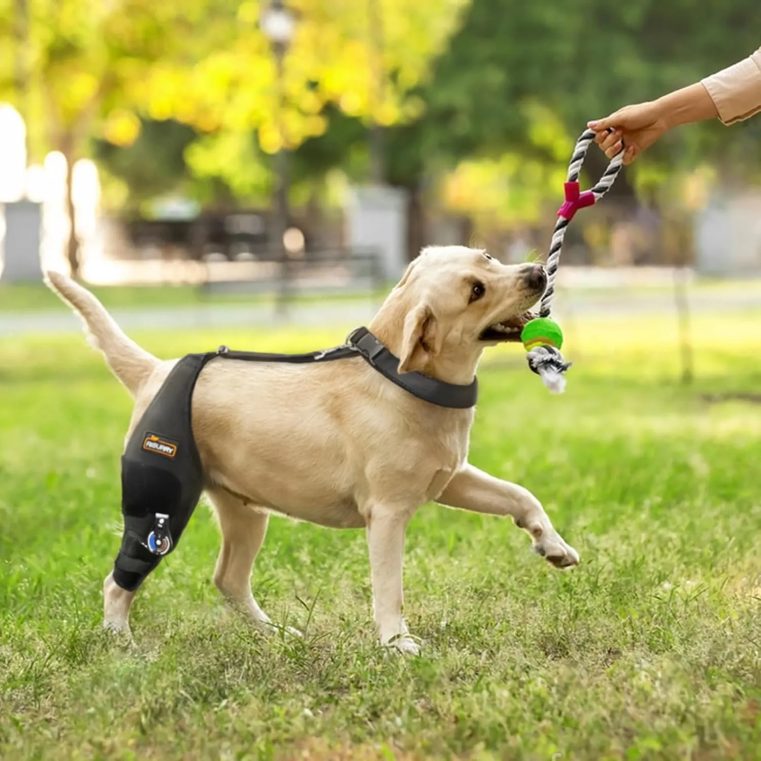 CHAMIN/RISURRY Adjustable Dog Knee Brace with Extra Collar, Support for Torn Acl Hind Leg, Tear Ligament, Osteoarthritis,Rear Leg Limp, Recovery After Surgery,et(Right Leg,XL)