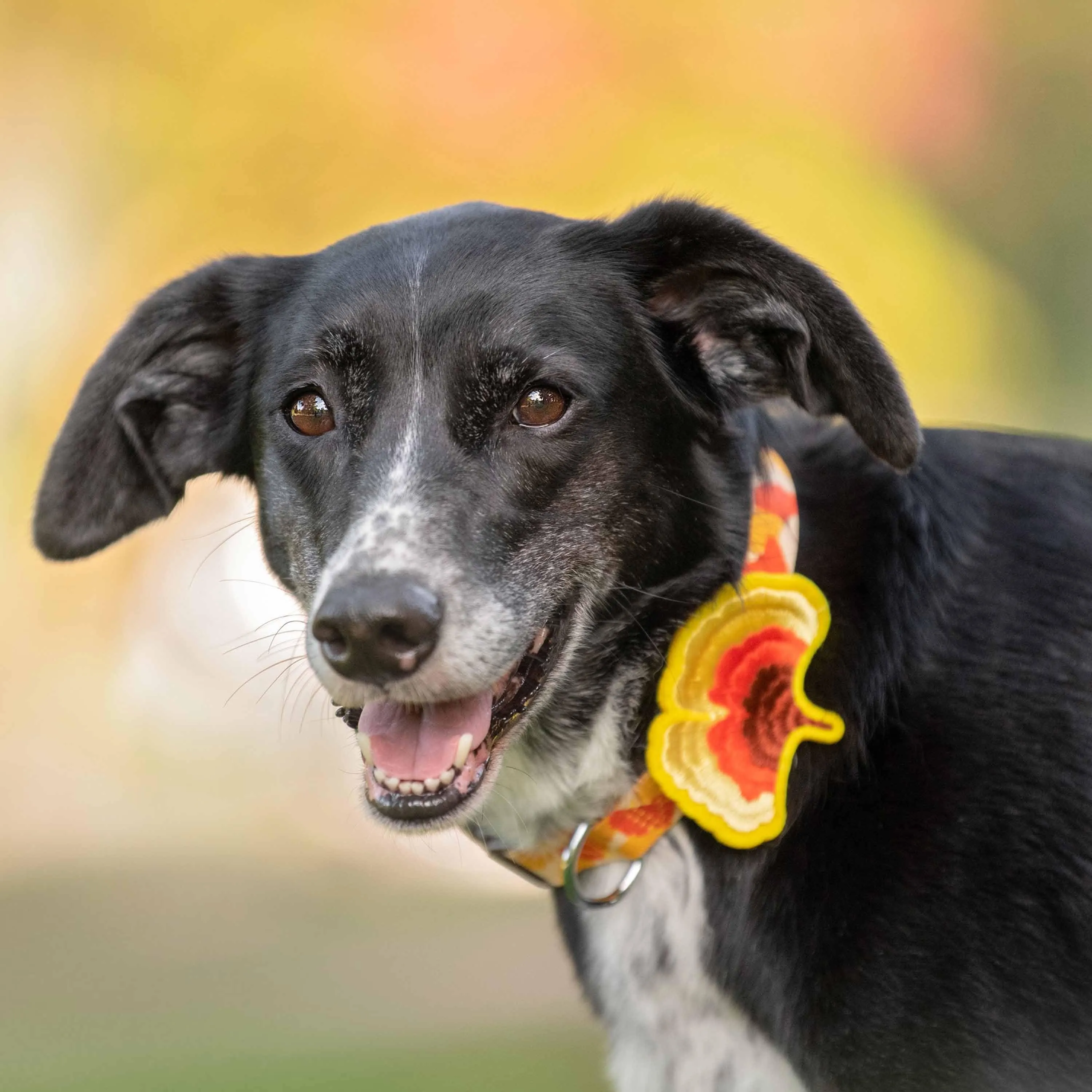 Fall Ginkgo Biloba Leaf Thanksgiving Dog Collar