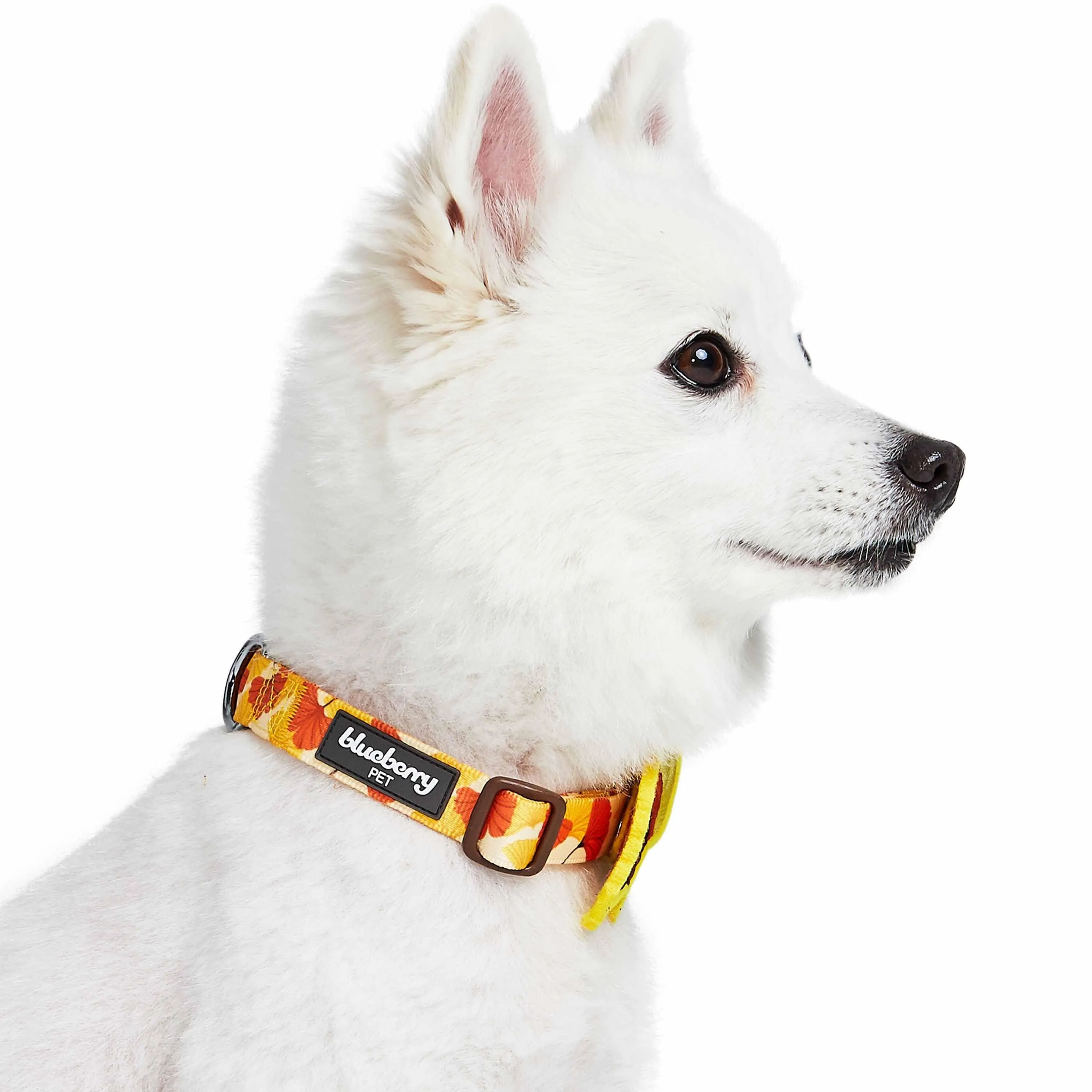 Fall Ginkgo Biloba Leaf Thanksgiving Dog Collar