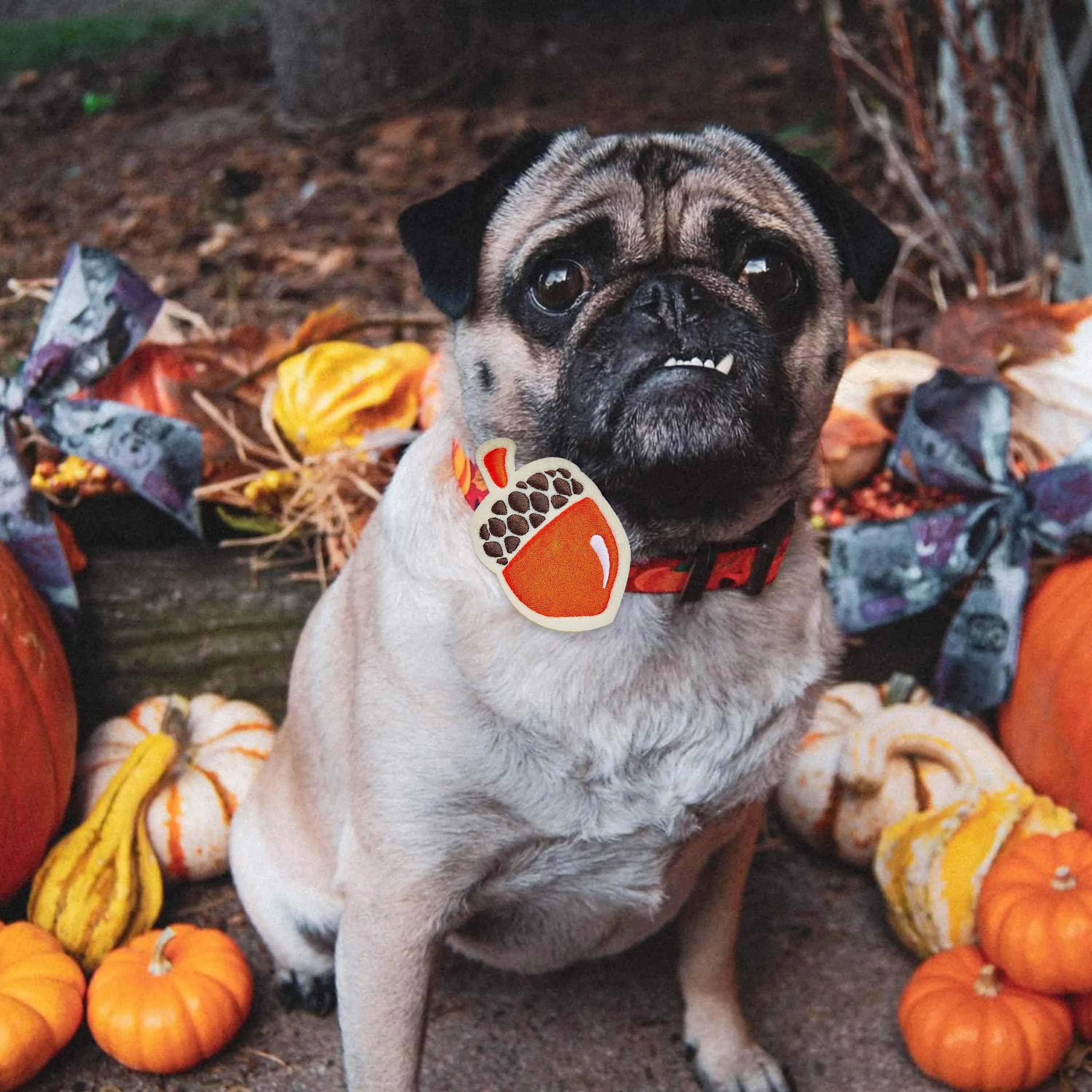 Fall Pumpkin and Acorn Thanksgiving Dog Collar