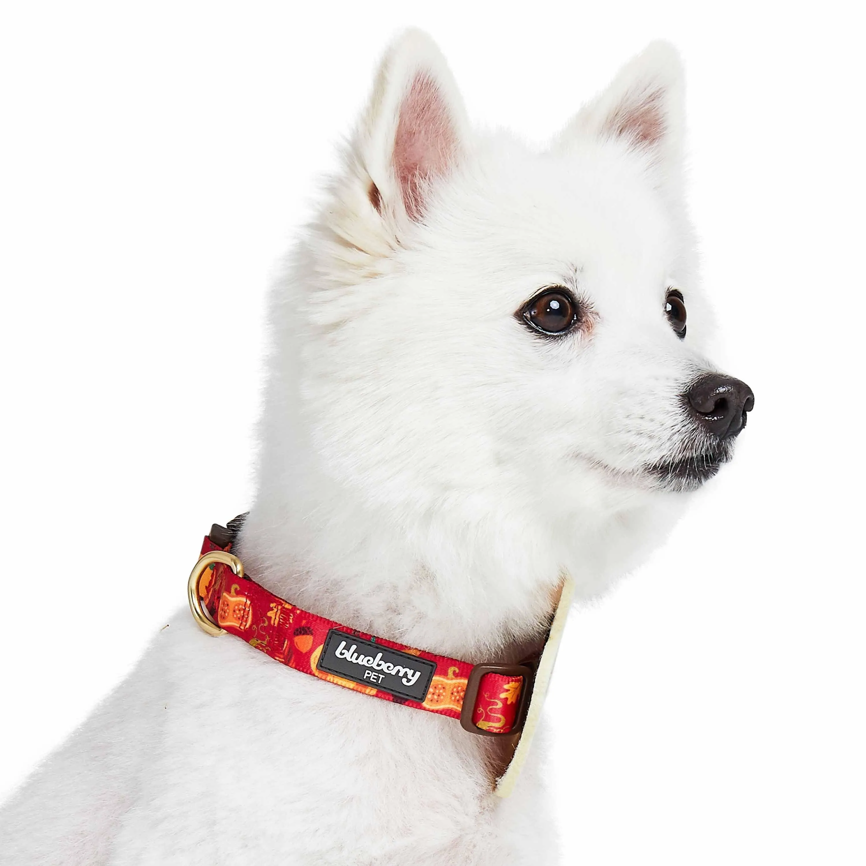 Fall Pumpkin and Acorn Thanksgiving Dog Collar