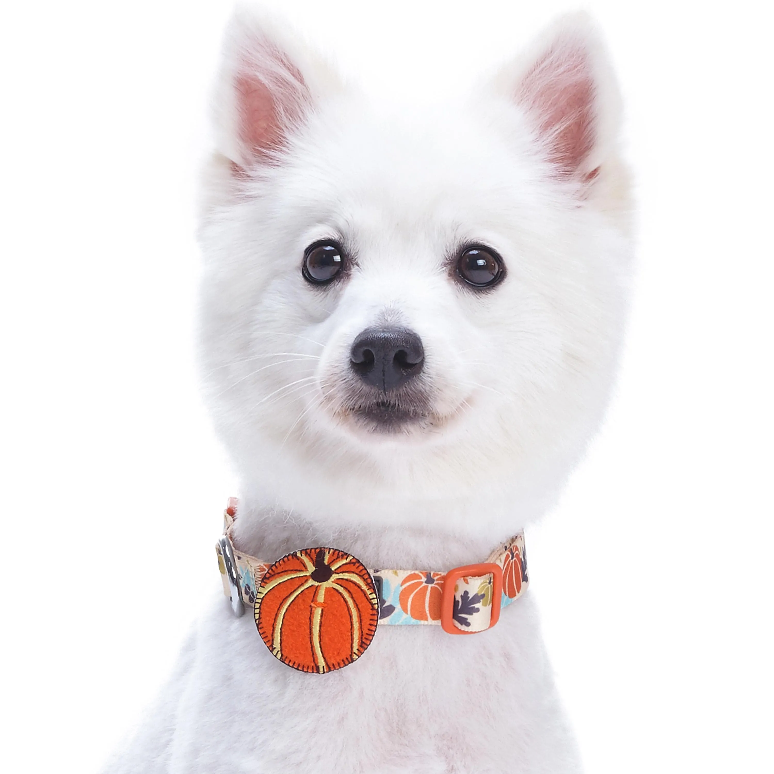 Fall Pumpkin Thanksgiving Dog Collar
