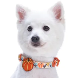 Fall Pumpkin Thanksgiving Dog Collar