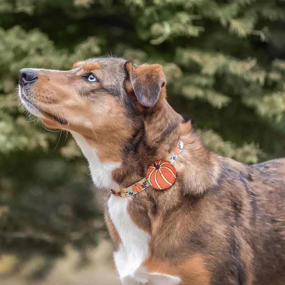 Fall Pumpkin Thanksgiving Dog Collar